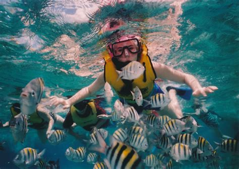 snorkeling  scuba diving tours  palma palma blog