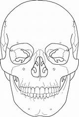 Skull Anatomy Coloring Pages Drawing Outline Skulls Line Skeleton Human Bones Color Colouring Easy Rose Gangster Printable Getdrawings Getcolorings Print sketch template