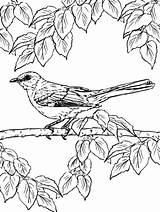 Mockingbird Lurking sketch template