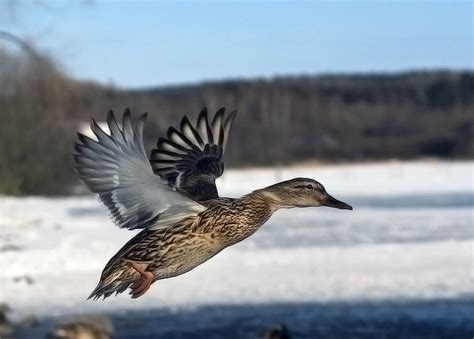 fileflying mallard duck femalejpg wikipedia