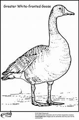 Goose Coloring Geese Pages Migration Baby Duck Greater 42kb 1500px Library Clipart Popular sketch template