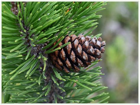 kieferzapfen foto bild pflanzen pilze flechten baeume