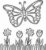 Kupu Mewarnai Butterfly Untuk Colouring Print sketch template