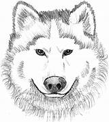 Wolf Coloring Pages Printable Realistic Face Print Colouring Kids Animal Dog Wolves Baby Color Sheets Head Book Theme Adults Clipart sketch template
