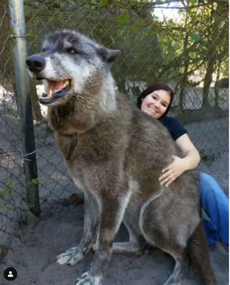 giant wolf dog named yuki   real life game  thrones dire wolf small joys