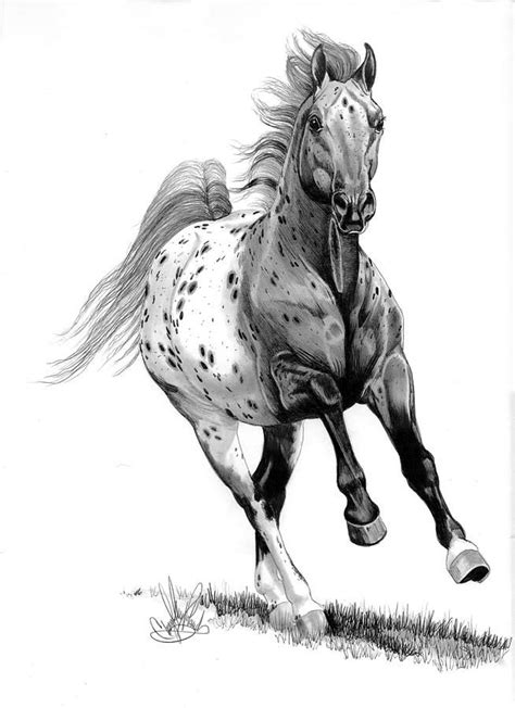 blanketed appaloosa  cheryl poland horse pencil drawing horse