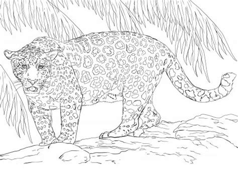 jaguar coloring pages  downloadable educative printable