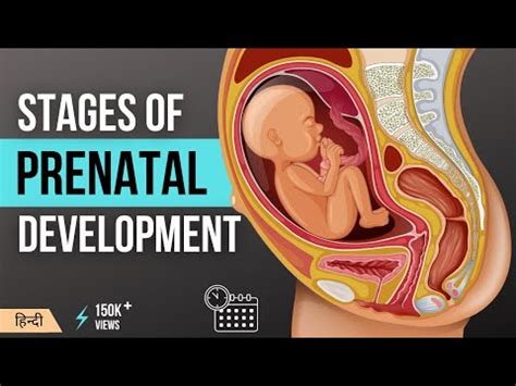 baby stages stages  pregnancy baby developments  time