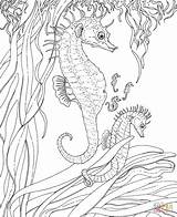 Coloring Seahorse Pages Print Printable Sea Ocean Color Colouring Seahorses Animals Adult Kids Advanced Adults Seahores Coloriage Detailed sketch template