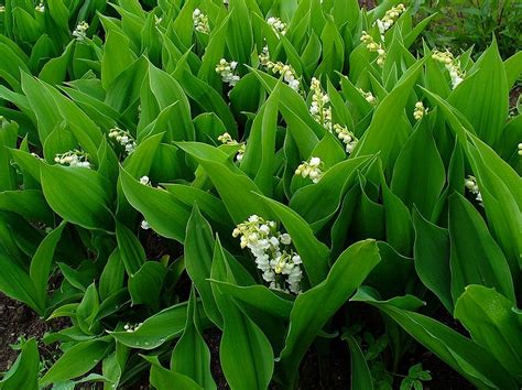 lilly of the valley or convallaria majalis