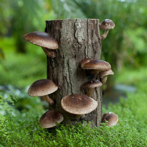 care   mushroom log mushrooms logs