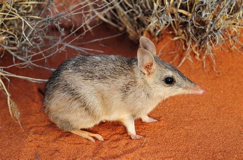 bandicoot facts history  information  amazing pictures
