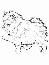 Pomeranian Puppy Coloring Pages Dog Drawing Printable Cute Colouring Pomeranians Choose Board sketch template