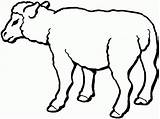 Sheep Mewarnai Ovejas Kolorowanki Hewan Pecore Druku Realistic Owce Domba Gregge Kartun Kurban Qurban Presepe Sapi Kolorowanka Pecora Kambing Lucu sketch template