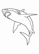 Shark Coloring Pages Printable Sharks Kids Realistic Great Print Color Drawing Fish Colouring Bestcoloringpagesforkids Book Animals Sheets Shark2 Week Painting sketch template