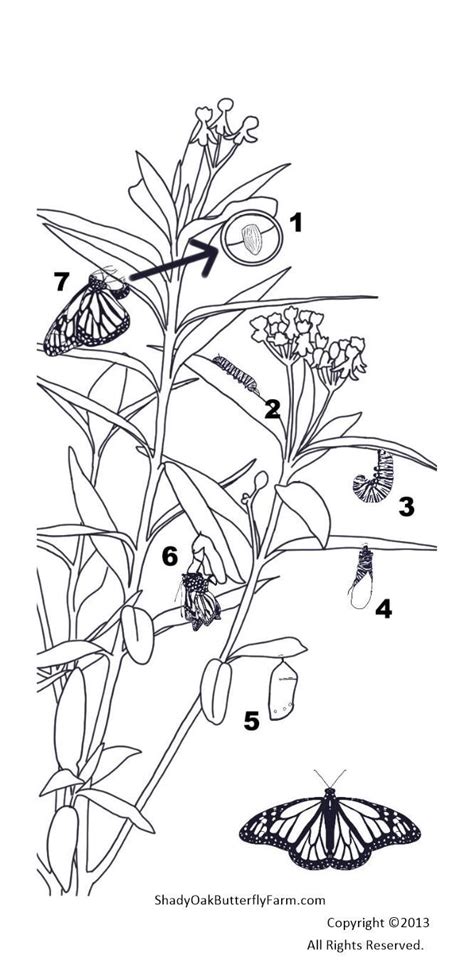 monarch butterfly life cycle chart butterfly coloring page easter