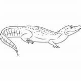 Caiman Snouted Alligator sketch template