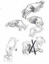 Cuttlefish Flamboyant Fish sketch template