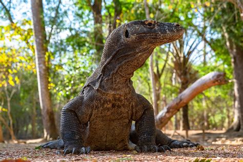 komodo weighs temporary tourist ban  boost endangered dragon numbers