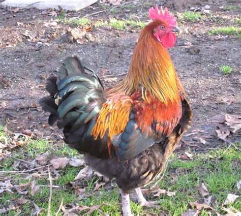 how to keep a rooster in with laying hens modern farming methods