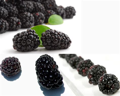 black raspberry  blackberry thosefoodscom