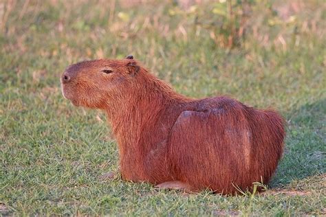 Capybara Wikipedia