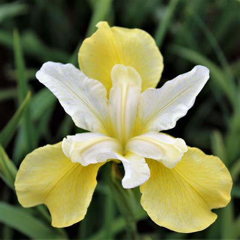 stunning siberian iris bulbs  sale  butter  sugar easy