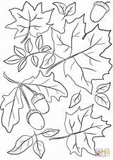 Coloring Flowers Pages Butterflies Printable Fall Autumn Leaves Acorns sketch template