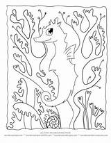 Seepferdchen Seaweed Camouflage Seahorse Seahorses Codes Insertion Coloringhome sketch template