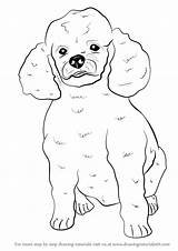 Drawing Draw Dog Poodle Step Farm Animals Drawingtutorials101 Learn Paintingvalley Getdrawings Tutorials sketch template