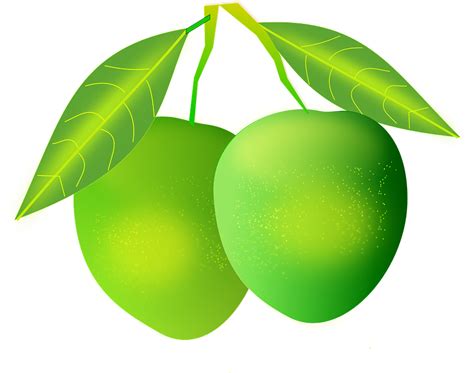 Mangos Green Fruit · Free Vector Graphic On Pixabay