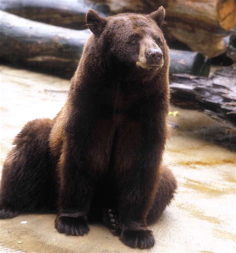 smokey bear exhibit opens  smithsonians national zoo smithsonian institution