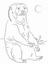 Oso Malayo Sentado Pages Osos Baren Malvorlagen Grizzly Descripción Dibujosonline Pintar sketch template