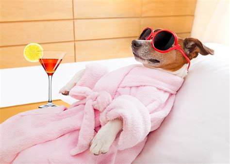 doggy day care  london hotel offering spa treatments  dogs