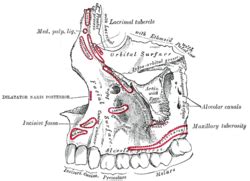 maxillary tuberosity wikipedia