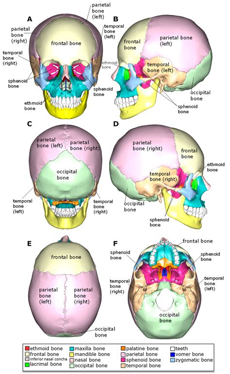 exterior   cranium biology libretexts