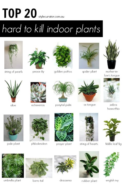 pictures  house plants   names