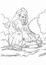 Gorilla Ausmalbilder Lowland Momjunction sketch template