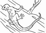 Lizard Coloring Pages Kids Printable Frilled Drawing Cool2bkids Getdrawings Getcolorings Results Color sketch template
