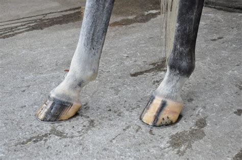 put   foot     horses hooves strong