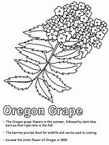 Oregon Grape Coloring Activities Hard Print Geography Ws Kidzone Usa sketch template