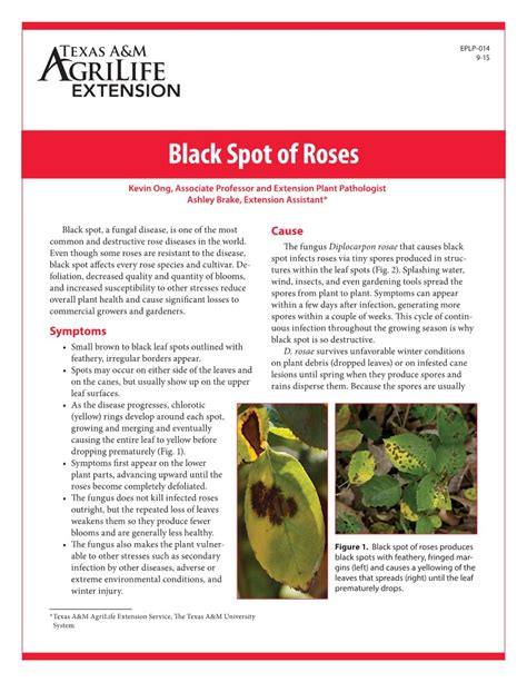 black spot  roses publications agrilife learn