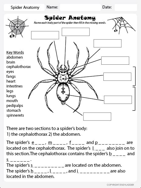 parts   spider worksheet worksheets  kindergarten