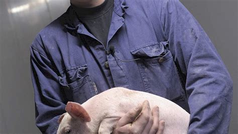 tom derikx ik denk nu beter na  de toekomst pigbusinessnl nieuws voor varkenshouders