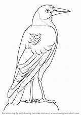 Magpie Australian Drawing Bird Draw Step Parrot Drawings Birds Learn Easy Tutorials Drawingtutorials101 Animals Templates Pencil Paintingvalley Svg Animal Choose sketch template