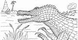 Suchomimus Saltwater Crocodile Crocodiles sketch template