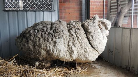 pounds  wool lost australian sheep yields  sweaters worth  fleece nbc connecticut
