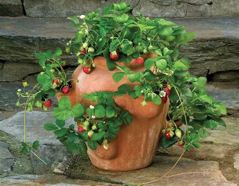 strawberry jar   works laidback gardener