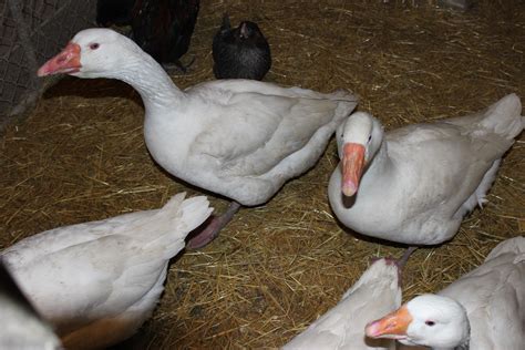 embden geese sixfeathersfarm