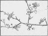 Prunus Blossom Coloring Designlooter Bloom sketch template